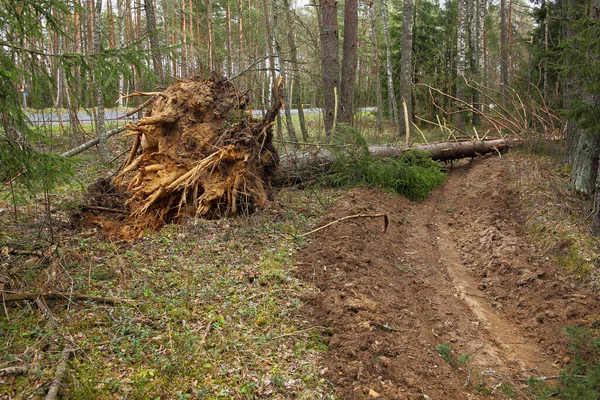 Legno morto nella foresta . — Foto Stock