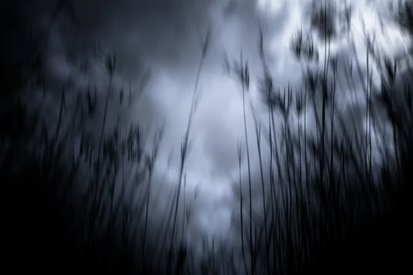 Perili orman, Hareket Bulanıklığı arka plan — Stok fotoğraf