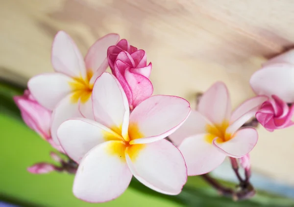 Ahşap zemin üzerinde dekore frangipani çiçek — Stok fotoğraf