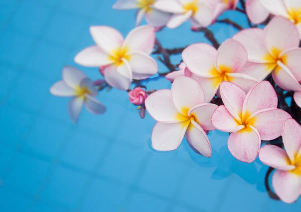 Flor Frangipani decorada na piscina — Fotografia de Stock