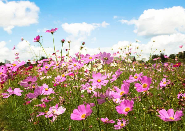 Gebied van kleurrijke kosmos bloemen met blauwe lucht — Gratis stockfoto