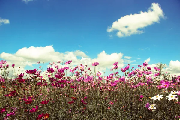 푸른 하늘 가진 화려한 코스모스 꽃의 분야 — 스톡 사진