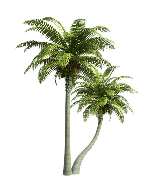 椰子树被白色隔离 3D渲染 — 图库照片