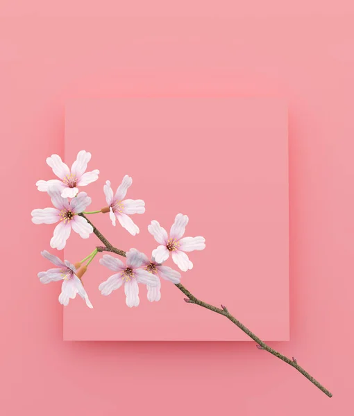 Kwiat Wiśni Pastelowym Tle Koloru Minimalne Tło Koncepcyjne Stylu Renderowanie — Zdjęcie stockowe