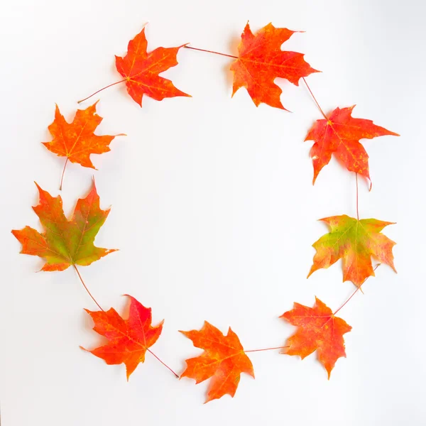 Circle frame of autumn maple leaves. — Φωτογραφία Αρχείου