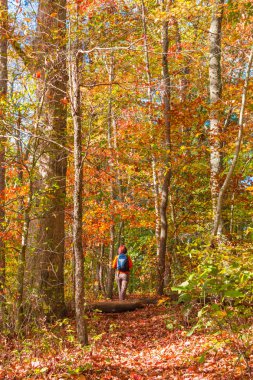 Güzel sonbahar orman yürüyen kadın. Kırsal landsca