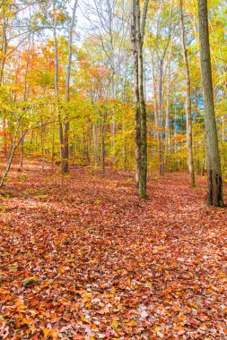 Sonbahar güzel orman