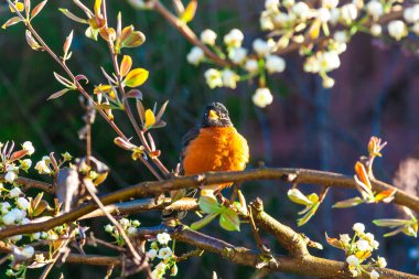 American robin bird on a tree at spring. clipart