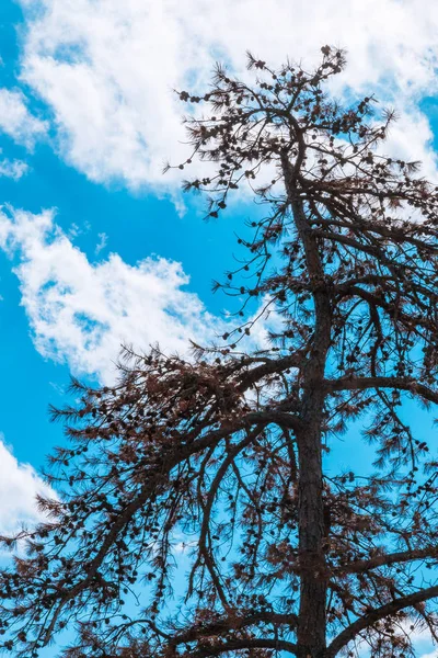 死的松树剪影在蓝天背景. — 图库照片