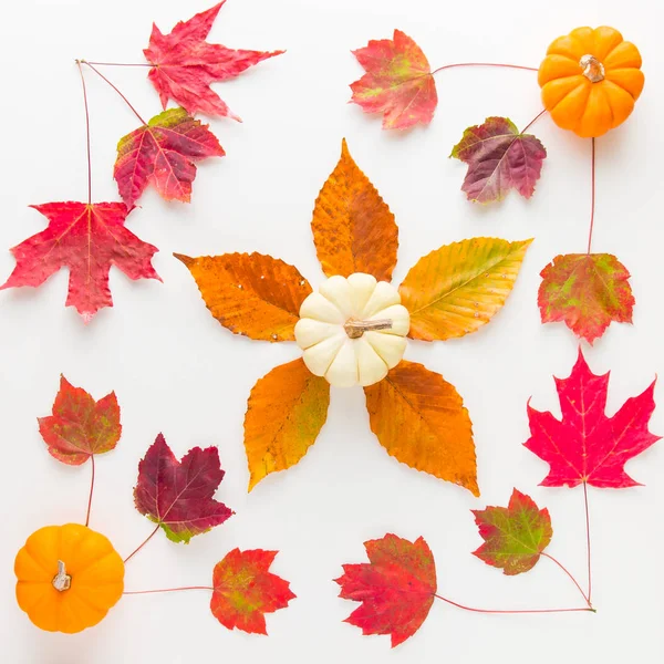 Composition de motifs automnaux de feuilles et de citrouilles colorées . — Photo