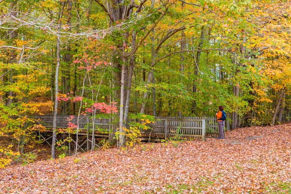 Güzel sonbahar orman ahşap köprü yolu. — Stok fotoğraf