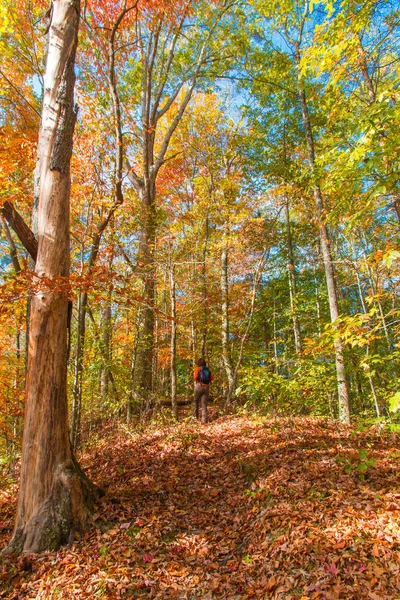 Mulher caminhando na bela floresta de outono . — Fotografia de Stock