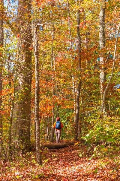 Vrouw lopen naar de prachtige herfst bos. Landschap landsca — Stockfoto