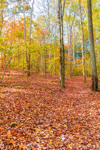 Herfst prachtig bos — Stockfoto