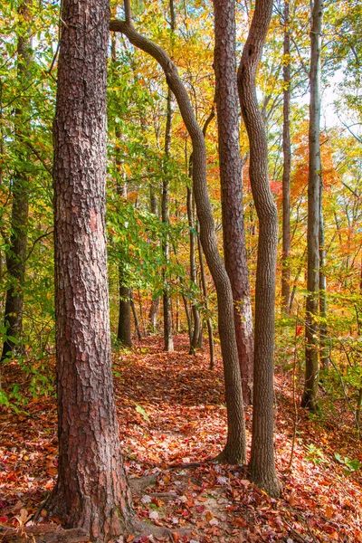 Autunno bella foresta — Foto Stock