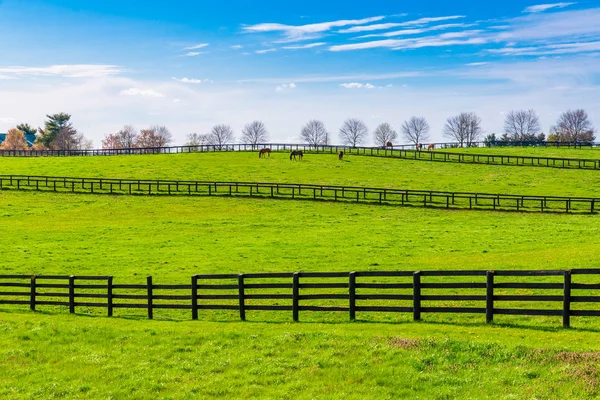 Pastagens verdes de fazendas de cavalos. Paisagem primavera país . — Fotografia de Stock