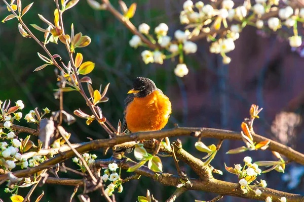 Uccello pettirosso americano su un albero in primavera . — Foto Stock