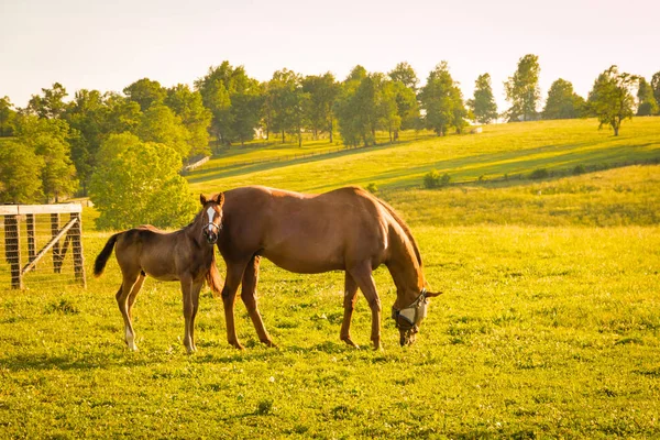Hästar på hästgård. Landskap. — Stockfoto