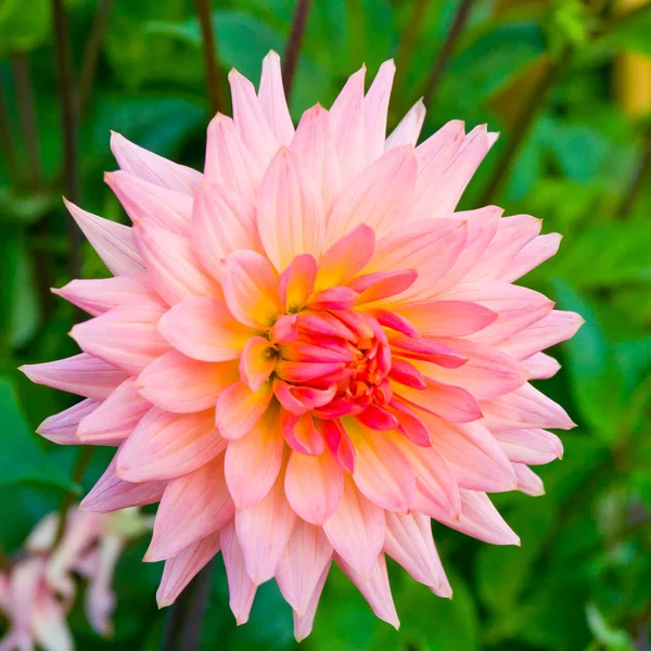 Bella dalia rosa in un giardino . — Foto Stock