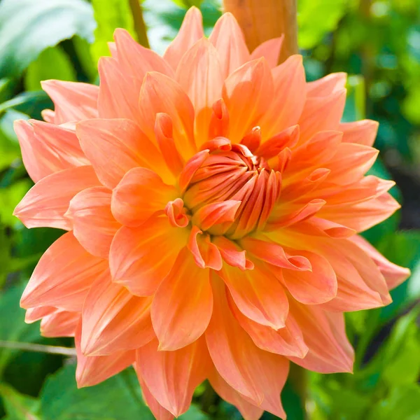 Beautiful pink dahlia flower in a garden. Stock Image