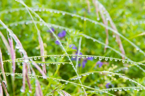 Краплі дощу на траві, фон природи . — стокове фото
