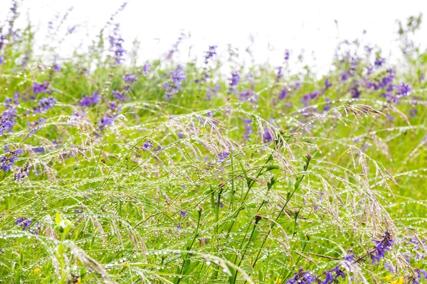 Rain drops on grass,  nature background. — Stock Photo, Image