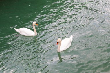 Gölde yüzen iki beyaz kuğu..