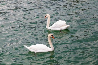 Gölde yüzen iki beyaz kuğu..