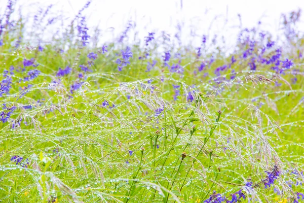 Regen druppels op grass, natuur achtergrond. — Stockfoto