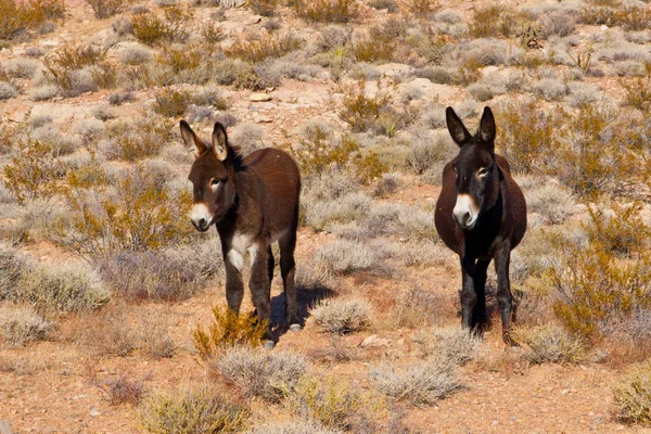 Wild Burros in Desert of Nevada — Stock Photo, Image