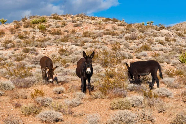 Wild Burros in Desert of Nevada — Stock Photo, Image