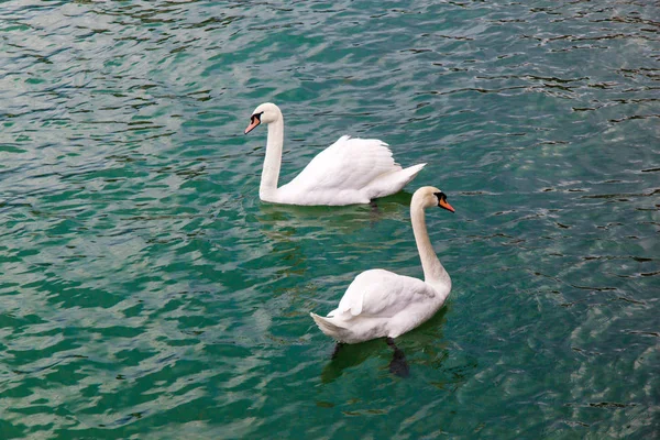 Two white Swans swimming in a lake.