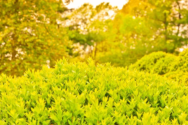 緑の自然バック グラウンド風景 — ストック写真