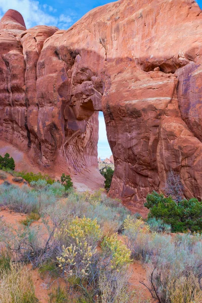 Arch drzewa sosnowego w Arches National Park., Utah, Usa — Zdjęcie stockowe