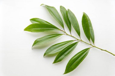 Beyaz ahşap masa üzerinde tropikal yaprak yeşil.