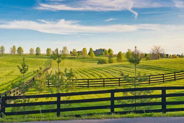 馬の農場春の緑の牧草地 — ストック写真