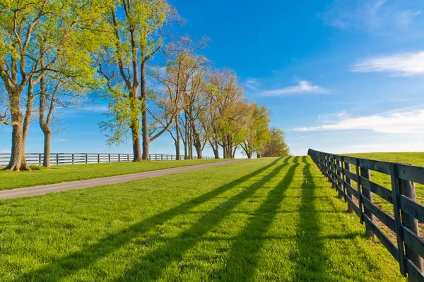 Zelené pastviny koňských farem na jaro — Stock fotografie