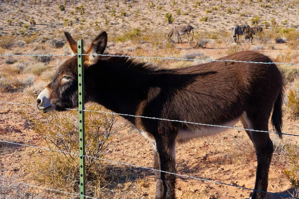 Wild Burros in Desert of Nevada, USA — Stock Photo, Image