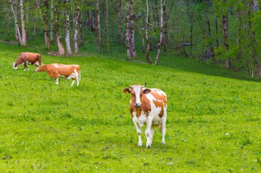 Taze yeşil dağ pastu otlayan inekler, yaz yatay