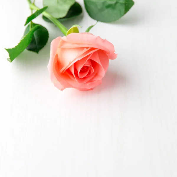 Ροζ Κοράλι τριαντάφυλλο λευκό ξύλινο τραπέζι — Φωτογραφία Αρχείου