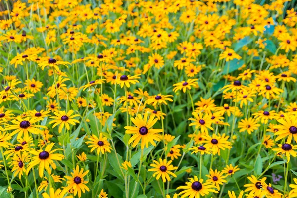 Black eyed susan- rudbeckia flowers, summer flower garden backgr — Stock Photo, Image