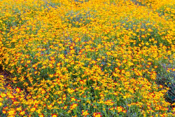 Yellow-red daisy flowers, summer flower garden background. — Stock Photo, Image