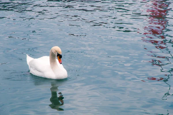 Λευκός κύκνος κολυμπά σε μια λίμνη. — Φωτογραφία Αρχείου