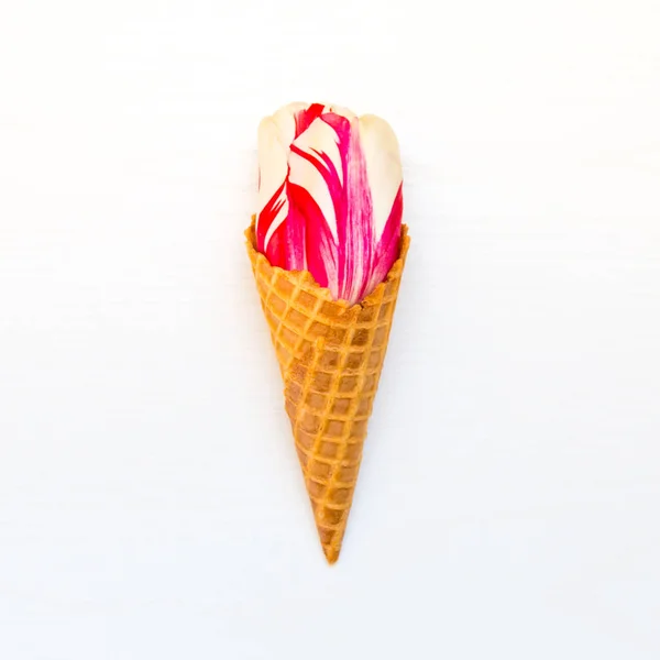 Lale çiçek dondurma waffle koni — Stok fotoğraf