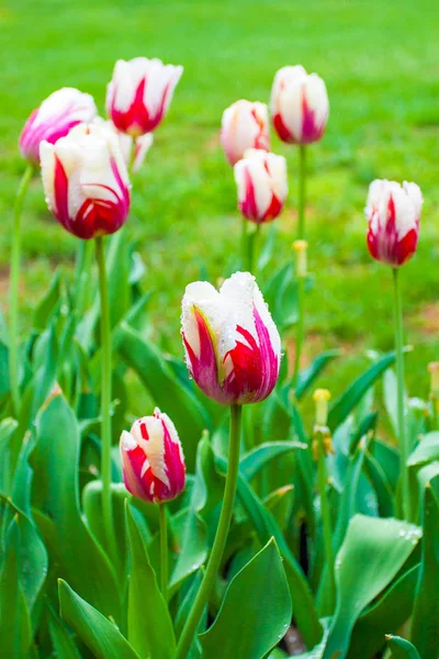 Цветущие двухцветные красные и белые тюльпаны после дождя, весна ля — стоковое фото