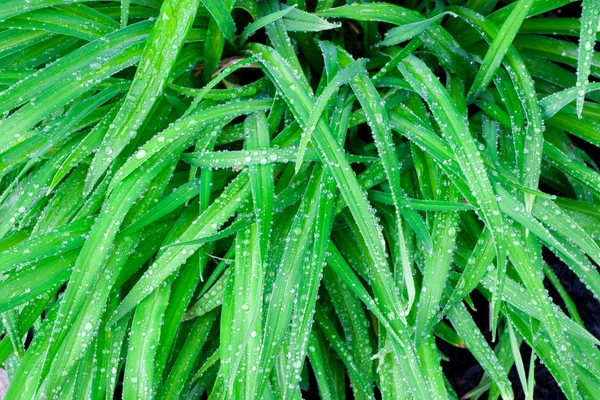 Água da chuva cai sobre as folhas de plantas verdes, fundo natural . — Fotografia de Stock