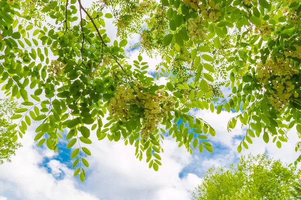 Spring blossom tree canopy against blue sky with clouds, summer — Stock Photo, Image