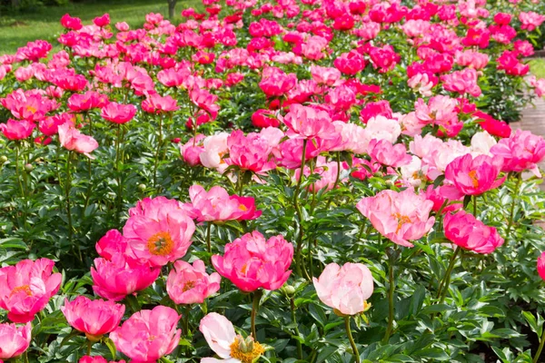 Blühende rosa Pfingstrose im Garten. — Stockfoto