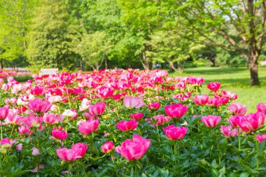 Park Bahçe çiçek açan Şakayık çiçekleri