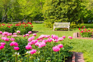 Blooming  peony flowers in park garden clipart